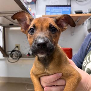 Abby, Terrier, puppy, available for adoption