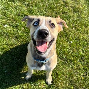 Chapple, Mixed Breed (Medium), young, available for adoption