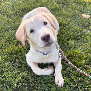 Sunny, Retriever, Golden, puppy, available for adoption