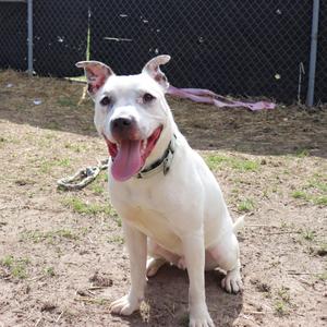 Robbie, Terrier, adult, available for adoption