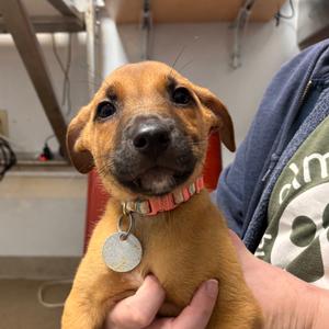 Ace, Terrier, puppy, available for adoption