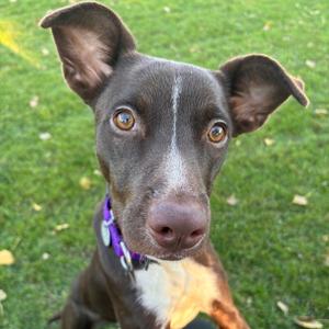 Nita, Retriever, Labrador, adult, available for adoption