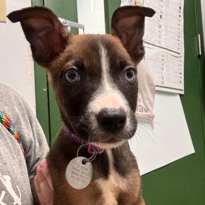 Archie, Mixed Breed (Medium), puppy, available for adoption