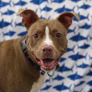 Pomegranate, Mixed Breed (Medium), adult, available for adoption