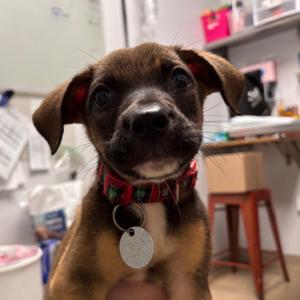 Arlo, Terrier, puppy, available for adoption