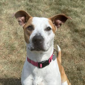 Nutmeg, Terrier, adult, available for adoption