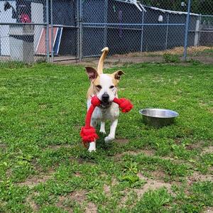Nutmeg, Terrier, adult, available for adoption