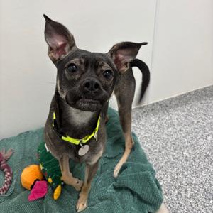 Lucy, Terrier, adult, available for adoption