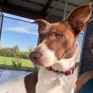 Hope, Collie, Border, adult, available for adoption