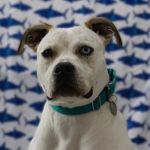 Bambi, Terrier, adult, available for adoption