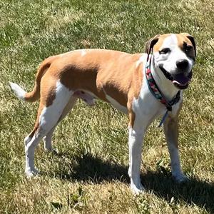 Remy, Terrier, adult, available for adoption