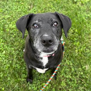 Rory, Retriever, Labrador, available for adoption