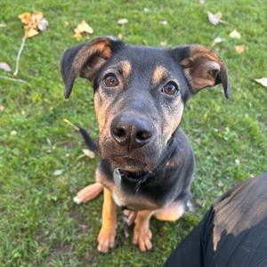 a black and brown dog sitting on grass