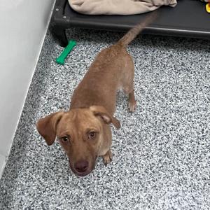 Loni, Catahoula Leopard Dog, young, available for adoption