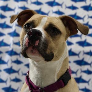 Milo, Boxer, adult, available for adoption