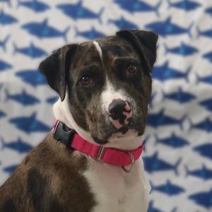 Quartz, Terrier, adult, available for adoption