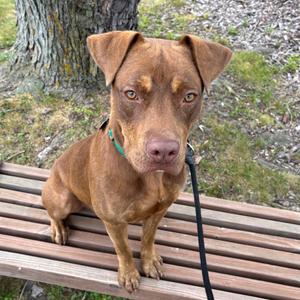 Boudreaux, Mixed Breed (Medium), adult, available for adoption
