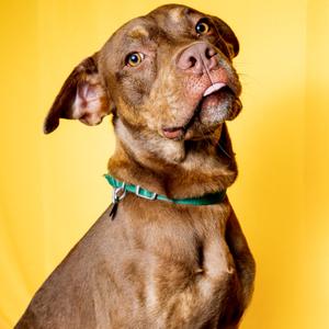 Boudreaux, Mixed Breed (Medium), adult, available for adoption