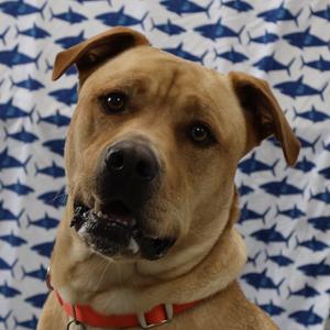 Canyon, Retriever, Labrador, adult, available for adoption