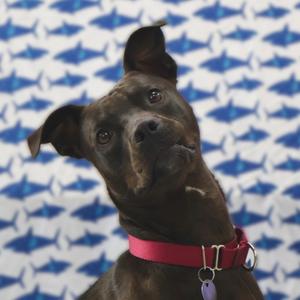 Birdie, Terrier, adult, available for adoption