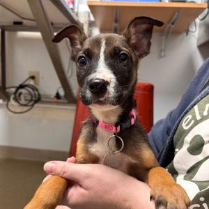 Arwen, Mixed Breed (Medium), puppy, available for adoption
