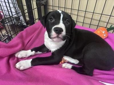 Long John Silvers, Pit Bull Terrier / Mixed Breed, puppy, available for adoption