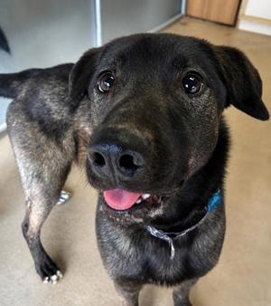 Dante, Labrador Retriever / Mixed Breed, young, available for adoption