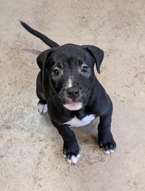 Arbys, Pit Bull Terrier / Mixed Breed, puppy, available for adoption