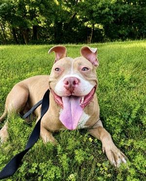 Piglet, Pit Bull Terrier / Mixed Breed, young, available for adoption