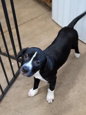 Marley, Pit Bull Terrier / Mixed Breed, puppy, available for adoption
