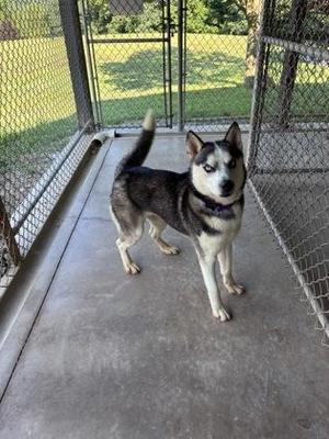 A black and white dog with blue eyes standing in a fenced area.