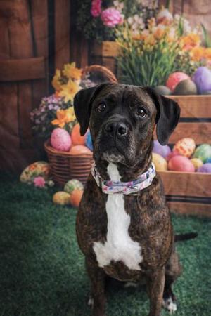 Rosie, Boxer / Mixed Breed, young, available for adoption