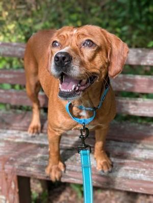 Keke, Beagle / Spaniel, adult, available for adoption