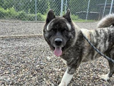 A brindle Akita dog with its tongue out stands in a gravelly outdoor enclosure.