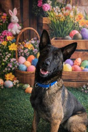 Bear, Belgian Shepherd / Malinois, adult, available for adoption