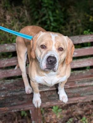 Parker, Labrador Retriever / Beagle, adult, available for adoption