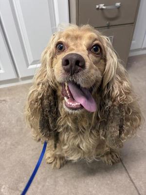 Milo, Cocker Spaniel / Mixed Breed, puppy, available for adoption