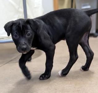 Applebees, Pit Bull Terrier / Mixed Breed, puppy, available for adoption