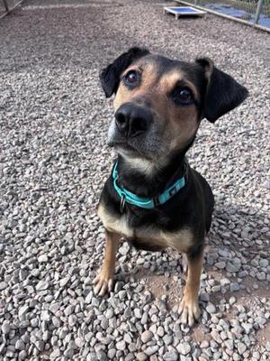 Harley, Mixed Breed, adult, available for adoption