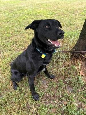 Spike, Labrador Retriever / Mixed Breed, young, available for adoption