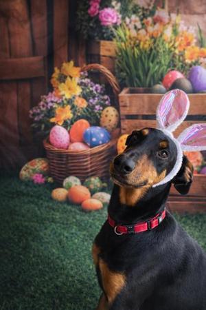 Bandit, Doberman Pinscher / Mixed Breed, adult, available for adoption