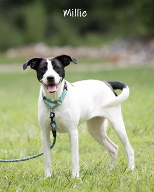 Millie, Mixed Breed, adult, available for adoption