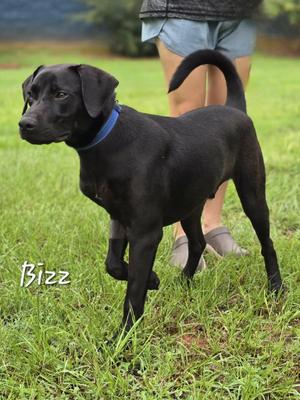 Bizz, Labrador Retriever, young, available for adoption