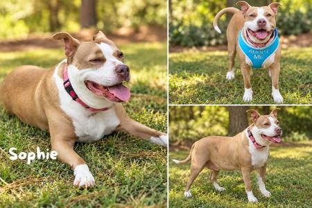 Sophie, Pit Bull Terrier, adult, available for adoption