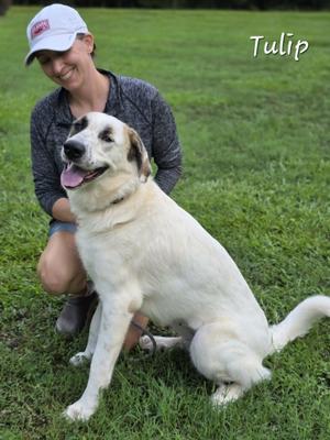 Tulip, Great Pyrenees, adult, available for adoption