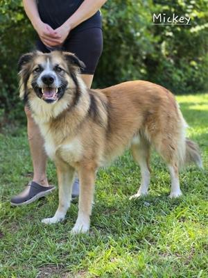 A medium-sized fluffy dog named Mickey stands on grass next to a person.
