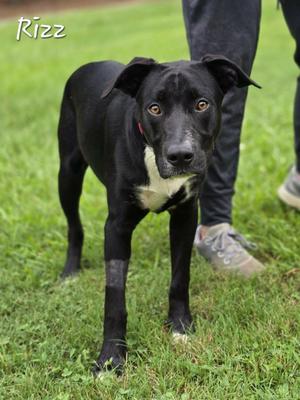 Rizz, Labrador Retriever, young, available for adoption