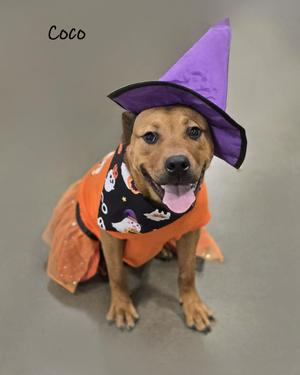 A dog wearing a purple witch hat and an orange dress with a black bandana that has Halloween-themed patterns. The dog is sitting on a gray surface and has its tongue out. The name "Coco" is written in the top left corner of the image.
