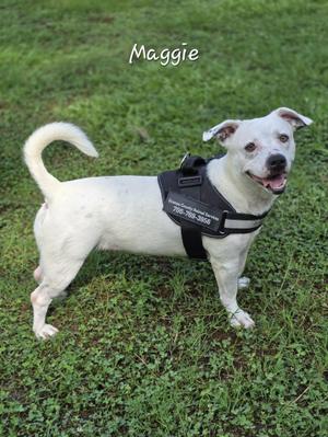 Maggie, Mixed Breed, adult, available for adoption