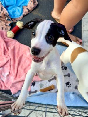 Oak, Pit Bull Terrier, puppy, available for adoption